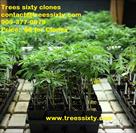 trees sixty clones