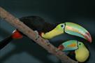 pair keel billed toucans
