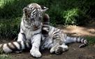 tiger cubs for sale| cheetah cubs for sale|lion cu