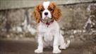 king charles spaniel puppies for sale central pa