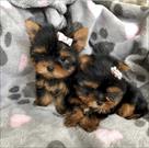 yorkie puppies for sale text  (551) 888  3483