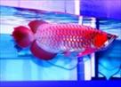 good luck and prosperity super red arowana fish