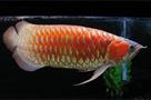 tot quality super red arowana fish for sale