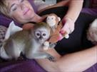 lovely baby capuchin monkeys for free adoption