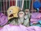 baby capuchin monkeys for free adoption