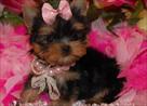 male and female gorgeous yorkie pupppies for adopt