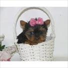 three yorkie puppies for sale