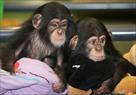 adorable babies chimpanzee for adoption