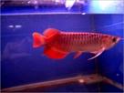 top quality super red arowana fish for sale