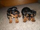yorkshire terrier pedigree puppies