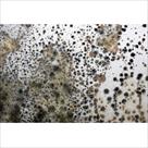 mold solutions nw