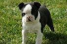 lovely boston terrier puppies for sale