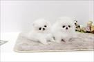 super tiny teacup akc toy pomeranian puppies for