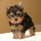excellent male and female tea cup yorkie puppies r