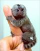 adorable finger marmoset monkeys for adoption