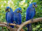 two excellent talkertive macaw parrots available