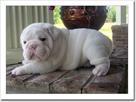 cute and adorable english bull dog puppy