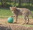 exotics animals for sale   cheetah cubs