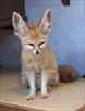 exotics animals for sale   fennec fox