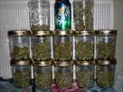 medical cannabis   marijuana and kush for sale