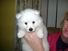 outstanding japanese spitz puppy