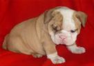 cute and lovely english bulldogs puppies for carin