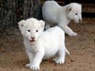 pure white baby tiger cubs for you