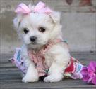 sweety fresh maltese puppies for sale