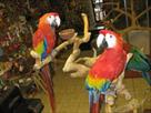 breeding pairs of exotic pet parrots for sale