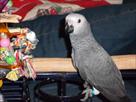 young and adult baby african congo greys on sale