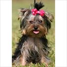 adorable female yorkie for free adootion
