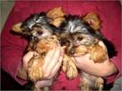 yorkie puppies for x mas
