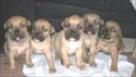 bull dogs for sale