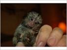 female marmoset monkey for  shelter