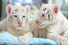 cute and adorable tame white tiger cubs