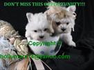 five white teacup maltese puppies
