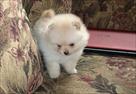 oustanding pomeranian puppies dogs for sale  pup