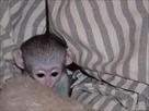 two well trained baby capuchin monkeys for adopti