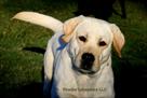 labrador retriever puppies for sale in texas