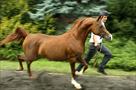 mare arabian horse