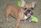 cute french bulldog puppies for sale