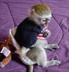 adopt our lovely capuchin monkey