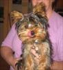 gorgeous yorkie puppy for re homing