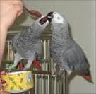 free male african grey  for adoption