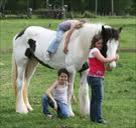 lovely  gypsy vanner horse  for adoption