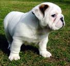 cute and lovely english bulldog puppies