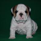 cute and lovely english bulldog puppies