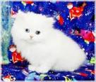 adorable persian kittens for adoption