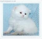 nice looking persian kittens for sale