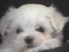 maltese puppies available for adoption